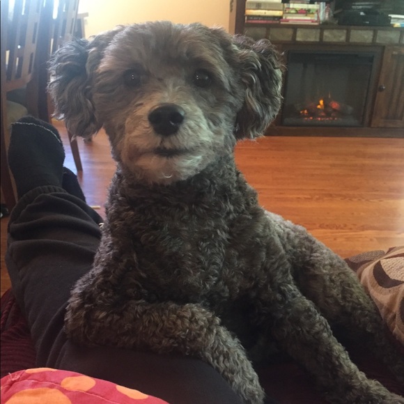 My Posh “BOSS” and Buddy “Bella”! - Picture 4 of 8